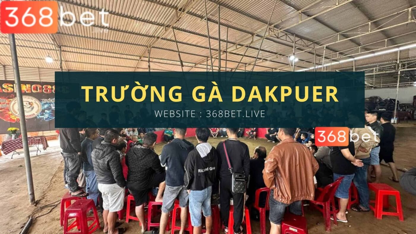 trường gà dakpuer trực tiếp trên 368bet.live