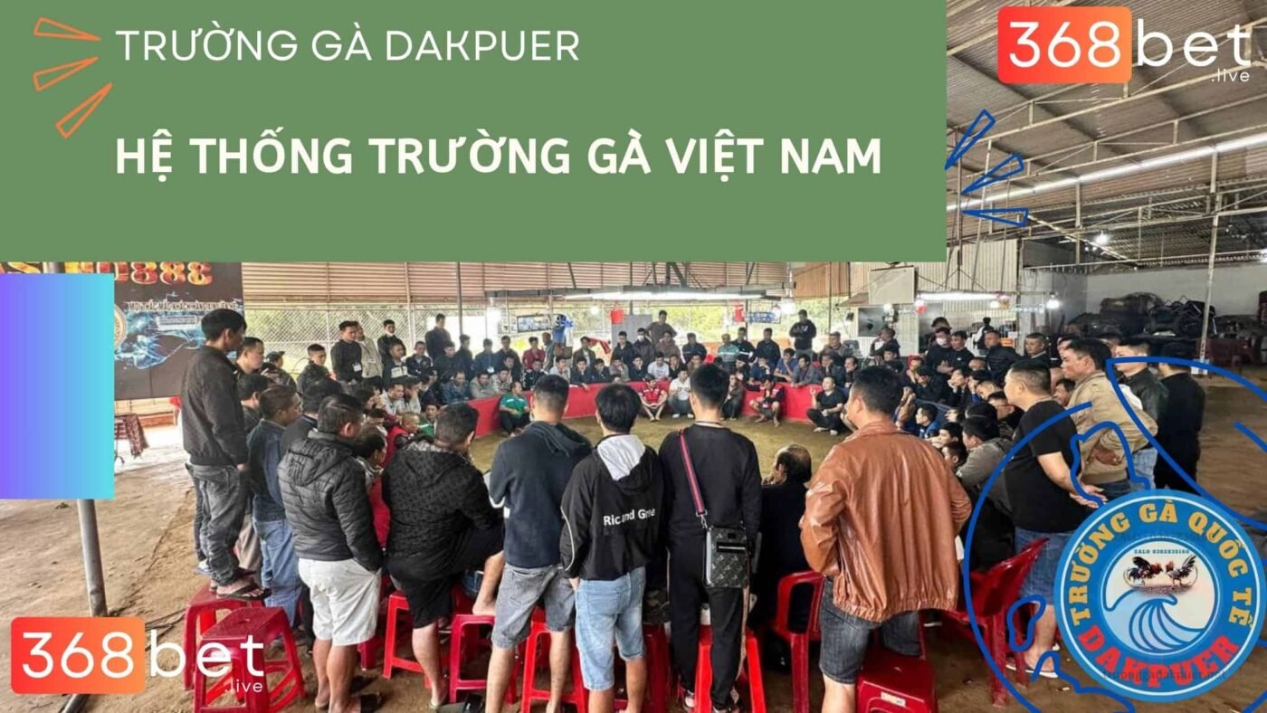 trường gà dakpuer 888 hệ thống trường gà việt nam